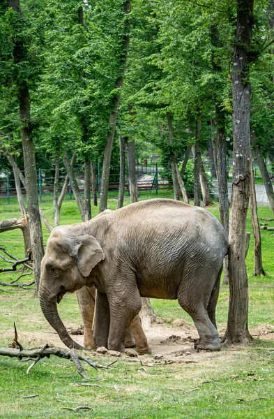   Targu Mures, Romanya 'daki hayvanat bahçesindeki Afrika fili