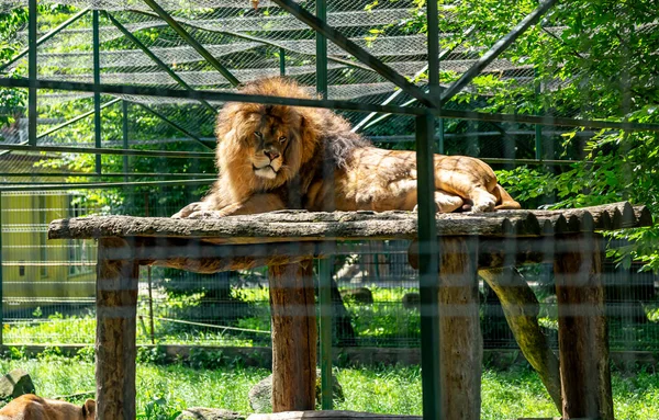 Löwe Zoo Von Targu Mures Rumänien — Stockfoto