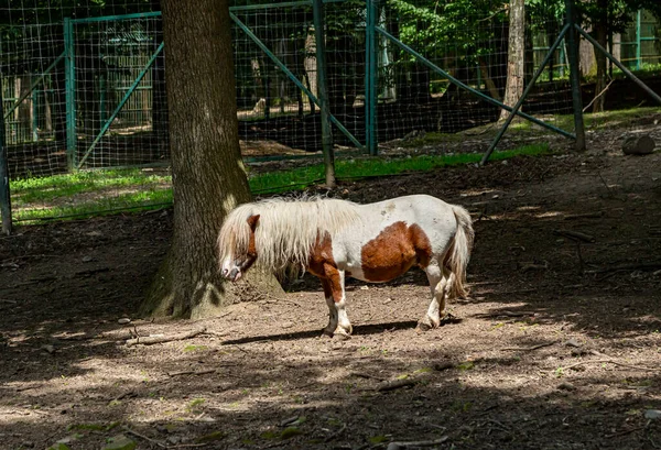 Pony Zoologisk Have Targu Mures Rumænien - Stock-foto