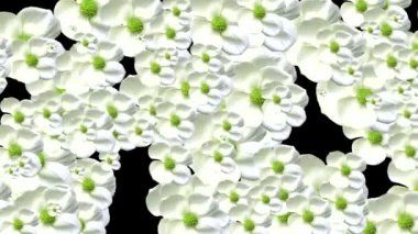 White flowers transition. Alpha chanel included