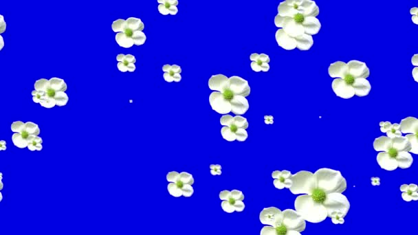 Blue screen white flowers transition. — Stok video