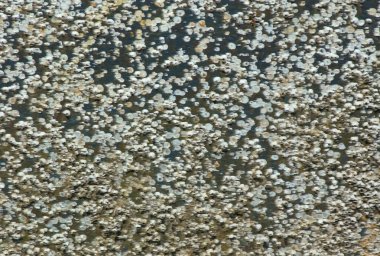 Doğal dokuya sahip soyut arkaplan