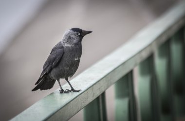 Bir daw bir korkuluk oturuyor