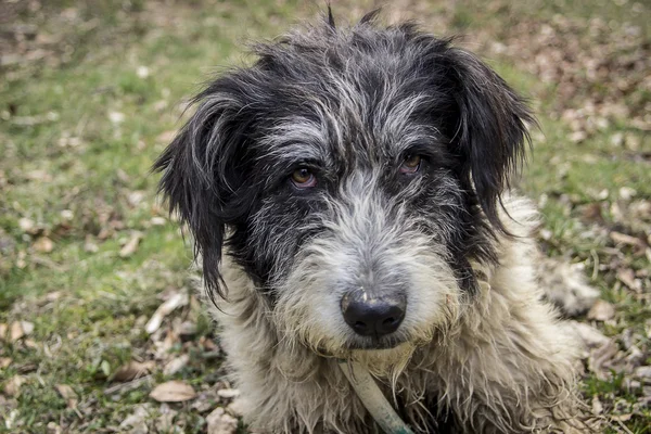 Retrato de perro pastor mioritico rumano sobre fondo natural —  Fotos de Stock
