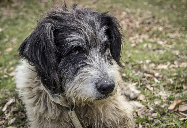 Romanya mioritic çoban köpeği doğa arka plan üzerinde portresi — Stok fotoğraf