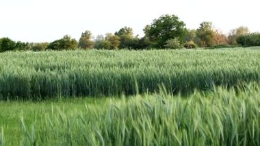 Kulakları yeşil buğday esintiyle sallanan