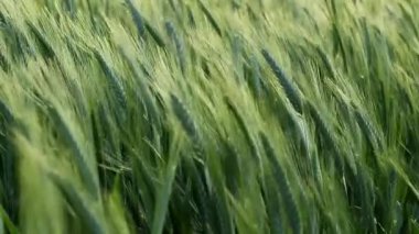 Kulakları yeşil buğday esintiyle sallanan