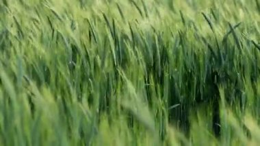 Kulakları yeşil buğday esintiyle sallanan