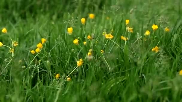Flores amarillas balanceándose en la brisa — Vídeos de Stock