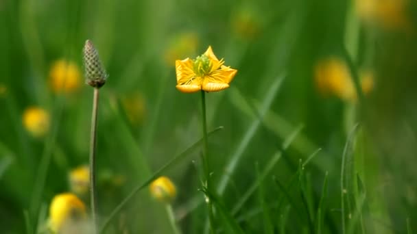 Flores amarillas balanceándose en la brisa — Vídeos de Stock