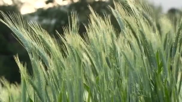 Oren van groene tarwe zwaaiend in de wind — Stockvideo