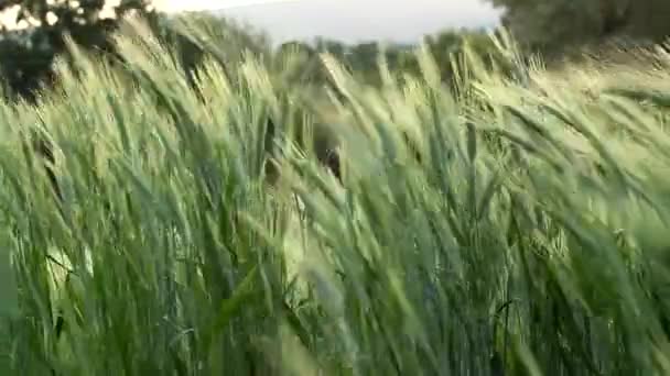 Füle zöld búza hajlonganak a szélben — Stock videók