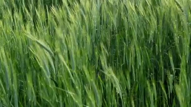 Oreilles de blé vert se balançant dans la brise 