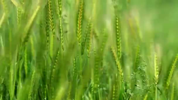 Uši zelená pšenice kymácí ve větru — Stock video