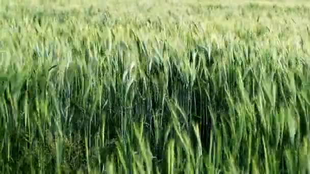 Orejas de trigo verde balanceándose en la brisa — Vídeo de stock