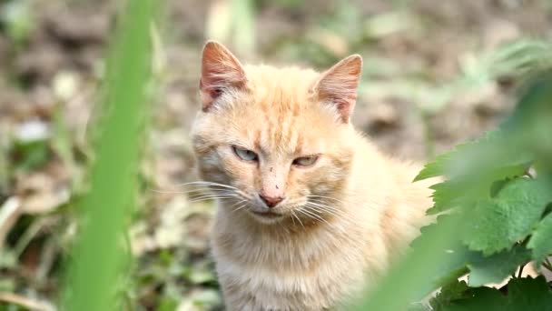 Un gato amarillo mira algo cuidadosamente — Vídeos de Stock