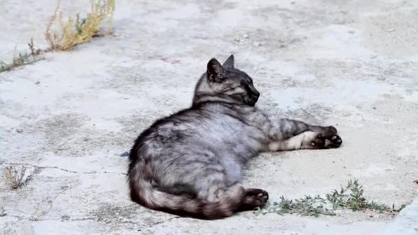 Un chat gris dormant — Video