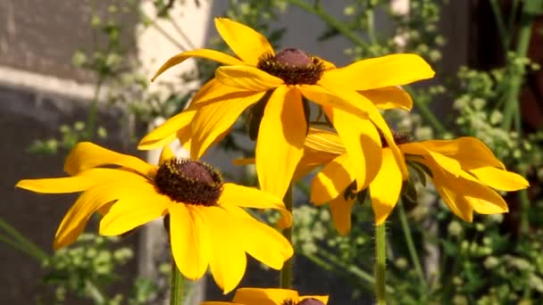 Flores amarelas movendo-se ao vento — Vídeo de Stock