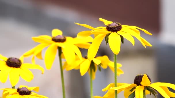 Жовті квіти, що рухаються на вітрі — стокове відео