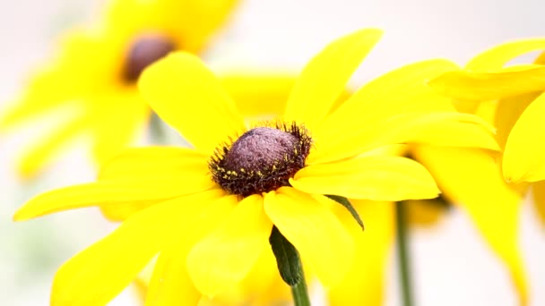 Yellow flowers moving in the wind — Stok video