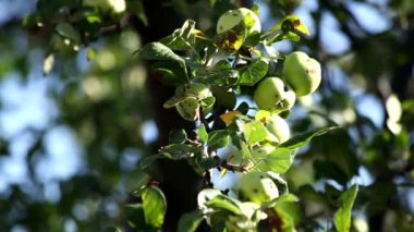 Eko yeşil bahçe elma doğal ortamda.