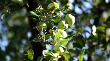 Eko yeşil bahçe elma doğal ortamda.