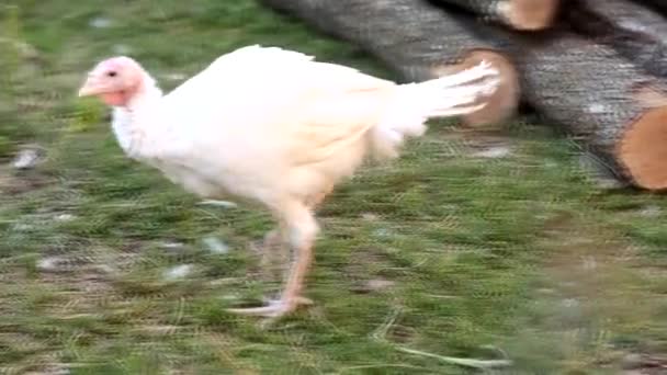 Witte Turkije kuikens voeden in een kleine boerderij — Stockvideo