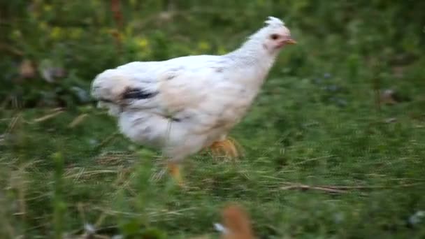 Frango branco à procura de comida — Vídeo de Stock