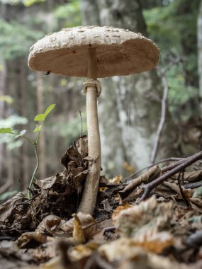 Doğal orman geçmişi üzerine şemsiye mantarı (Macrolepiota procera). 