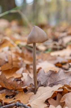 Mycena galericulata, doğal orman arka planında yaygın bir başlık..