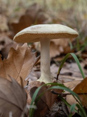 Ormanın derinliklerinde yabani mantar. 