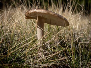 Ormanın derinliklerinde yabani mantar. 