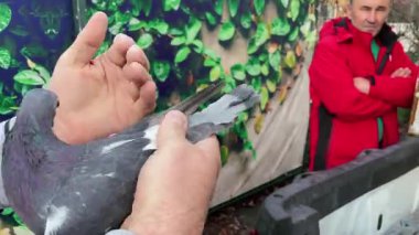 Targu-Jiu, Gorj, Romanya 22 Kasım 2025 - Güvercin Fuarı. Sahibi potansiyel bir müşteriye güvercinini sunar..