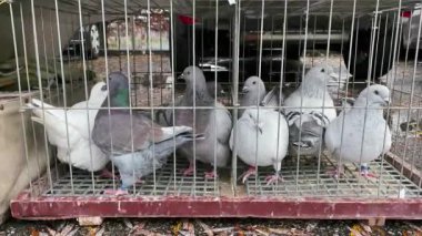 Pigeons in a cage at the pigeon show.