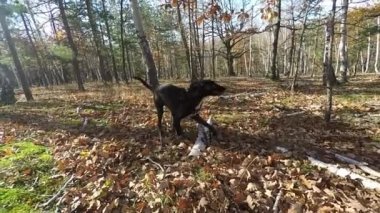 Slowmotion: ormanın içinde bir sopayla oynayan köpekler