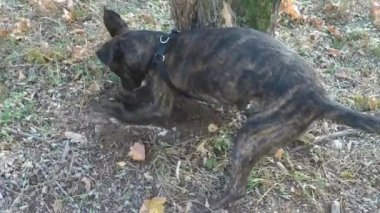 Ağır çekim: yere bir delik kazma köpekler