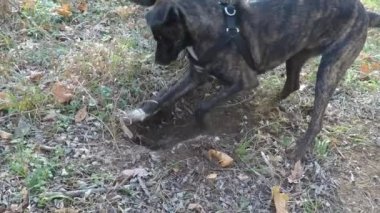 Ağır çekim: yere bir delik kazma köpekler