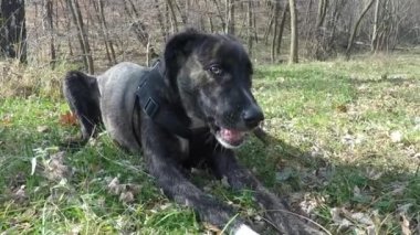 Slowmotion: ormanın içinde bir sopayla oynayan köpekler