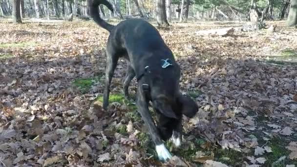 スローモーション: 地面に穴を掘る犬 — ストック動画