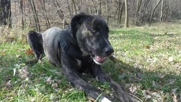 Lento: perros jugando con un palo en el bosque — Vídeo de stock