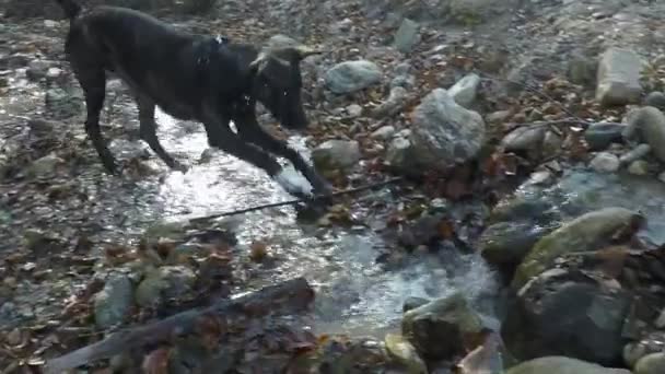 Mouvement lent : chien jouant dans l'eau et secouant — Video