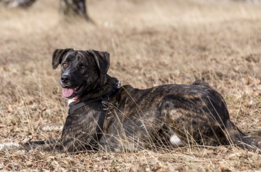 Yarı yetişmiş brindle boksör portre