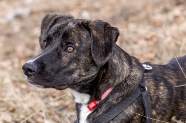 Yarı yetişmiş brindle boksör portre