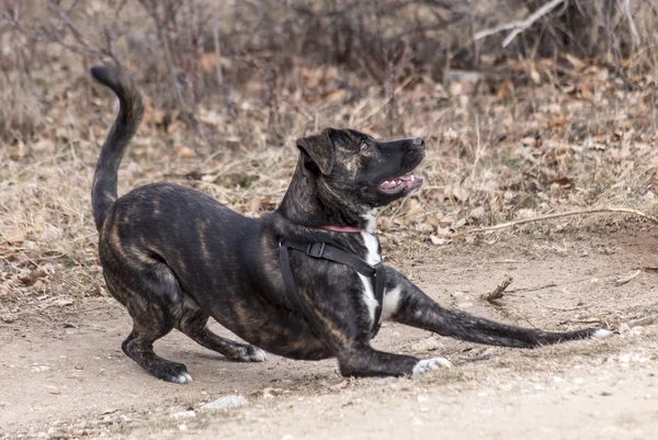 Boxeador brindle medio criado con collar rojo anti garrapatas en un cuello jugando —  Fotos de Stock