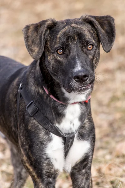 Retrato de boxeador brindle medio criado —  Fotos de Stock