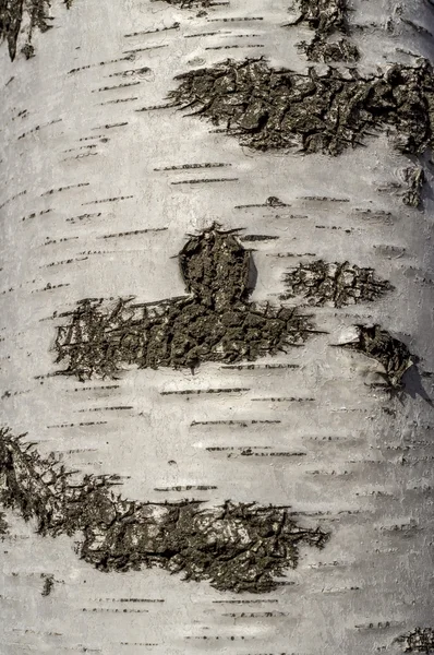 Bark detail background — Stock Photo, Image