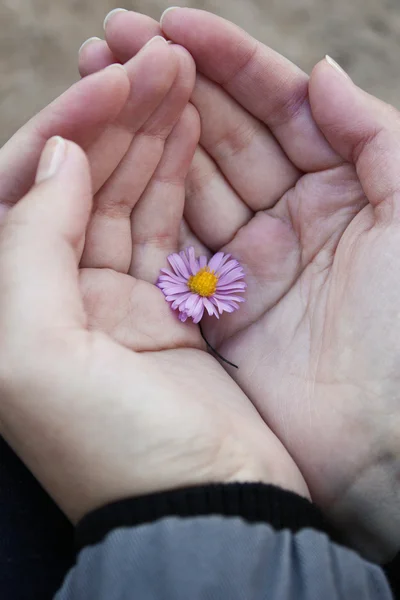 Flower in hands