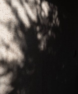 Beyaz duvar arkaplanındaki yaprakların soyut gölgesi