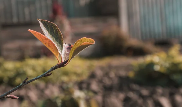 Grandes Feuilles Vertes Sur Les Branches Des Arbres Vue Dessous — Photo