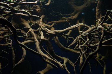 Roots for aquarium clipart